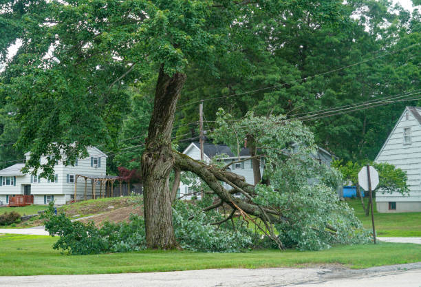 Best Commercial Tree Services  in Estero, FL